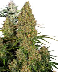 Sticky Orange XXL Auto by Sensi Seeds