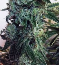 Sticky Zkittles Glue by Cream of the Crop 