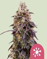 Sticky Queen Feminized by Royal Queen Seeds