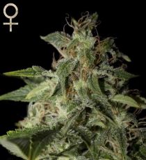 Afgooey by Strain Hunters Seeds