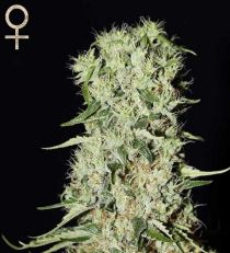 Damnesia by Strain Hunters Seeds