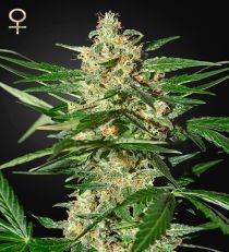 Damnesia Auto by Strain Hunters Seeds