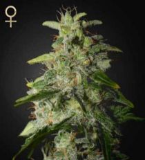 Money Maker by Strain Hunters Seeds