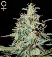 White Lemon by Strain Hunters Seeds