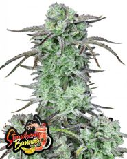 Strawberry Banana Auto by Fast Buds