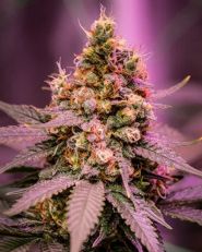 Strawberry Banana Auto by Growers Choice