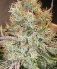 Strawberry Banana by Bighead Seeds 