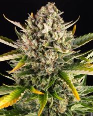 Strawberry Cheesecake Auto by Barney's Farm