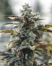 Strawberry Cough Auto by Growers Choice