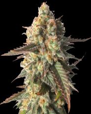 Strawberry Chemdawg OG Feminized by Super Sativa Seed Club