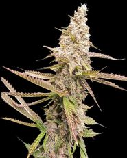 Strawberry Cookies OG Feminized