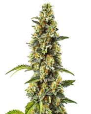 Strawberry Cough Feminized by Blimburn