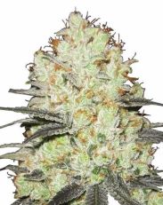 Strawberry Cough Feminized by MSNL Seeds