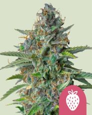 Strawberry Cough Feminized by Royal Queen Seeds
