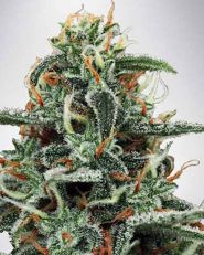 Strawberry Lemonade by Growers Choice