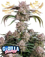 Strawberry Gorilla Auto by Fast Buds