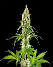 Sunset Sherbet Feminized by Kannabia