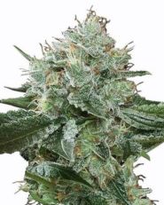 Super Boof by Growers Choice