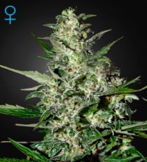 Super Critical Auto Feminized Marijuana Seeds