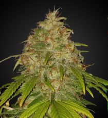 Super Lemon Haze Feminized by 420 Seeds