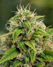 Super Sour Diesel by Growers Choice