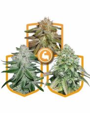 Super Strong Pack Feminized by MSNL Seeds