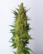 Super AK Feminized 