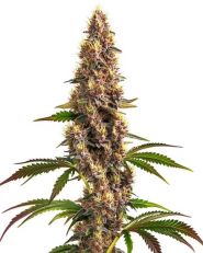 Super Boof Feminized by Blimburn