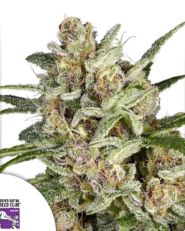 Super Mad Sky Floater Feminized by Super Sativa Seed Club