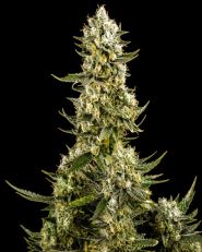 Super Silver Haze Feminized - Nirvana Seeds