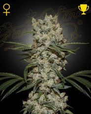 Super Silver Haze Feminized by Green House Seeds