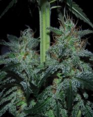 Super Skunk Feminized by G13 Labs