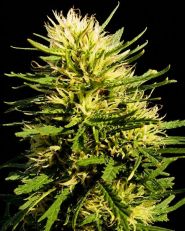 Super Skunk Autoflower - Nirvana Seeds