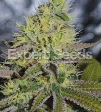 Sweet Zombie by Expert Seeds