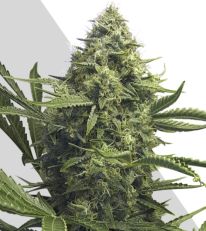 Sweet CBD Auto Seeds