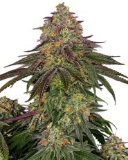 Sweet Cherry Kush by Sensi Seeds