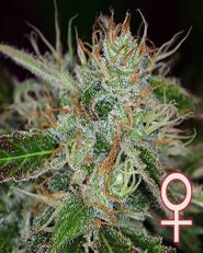 Sweet Dreams Feminized by KC Brains 