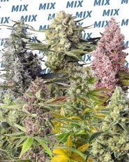 Sweet Mix Fem by Sweet Seeds 