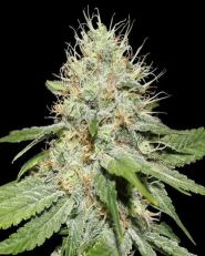 Sweet 'n Sour Indoor Feminized by Spliff Seeds
