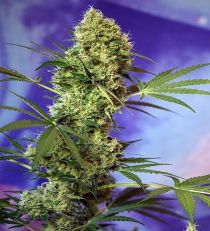 Big Devil Auto by Sweet Seeds