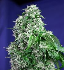 Big Devil Fast V by Sweet Seeds