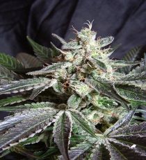 Black Jack Fast V by Sweet Seeds