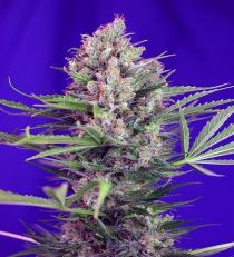 Cream Mandarine Fast V by Sweet Seeds