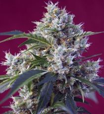 Indigo Berry Kush by Sweet Seeds