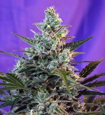 Sweet Skunk Fast V by Sweet Seeds