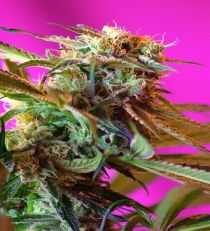 Wild Rose by Sweet Seeds