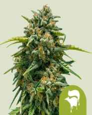 Sweet Skunk Automatic by Royal Queen Seeds