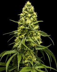 Sweet Tooth Feminized - Nirvana Seeds