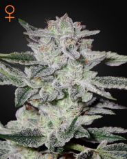 Sweet Valley Kush Feminized by Green House Seeds