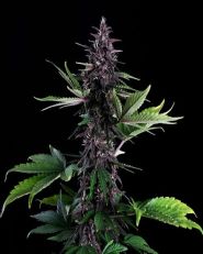 Swiss Dream Rose Auto CBD by Kannabia 